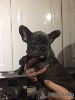 Photo №2 to announcement № 124649 for the sale of french bulldog - buy in Germany private announcement, breeder