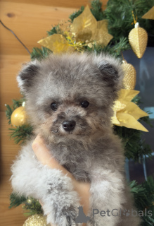 Photo №1. poodle (dwarf) - for sale in the city of Krasnodar | 1892$ | Announcement № 155084