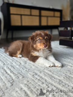 Photo №2 to announcement № 167037 for the sale of australian shepherd - buy in Netherlands breeder