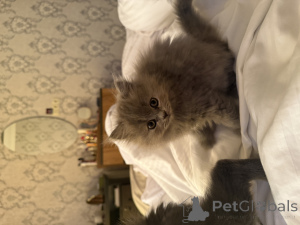 Photo №3. Kittens. Georgia