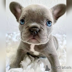 Photo №2 to announcement № 138543 for the sale of french bulldog - buy in France 