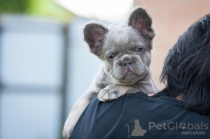 Photo №2 to announcement № 143403 for the sale of  - buy in Georgia private announcement