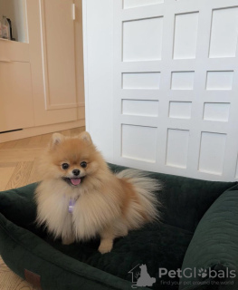 Photo №1. pomeranian - for sale in the city of Эспоо | negotiated | Announcement № 105051