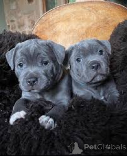 Photo №2 to announcement № 164689 for the sale of staffordshire bull terrier - buy in Finland private announcement, breeder