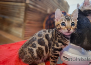 Photo №2 to announcement № 164369 for the sale of bengal cat - buy in Finland private announcement, breeder