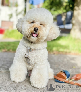 Photo №3. Toy Poodle. Germany