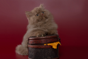 Additional photos: Scottish kittens - cinnamon boy highland straight