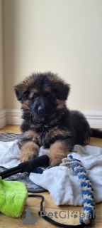 Photo №3. Adorable German shepherd puppies ready for new homes. United States