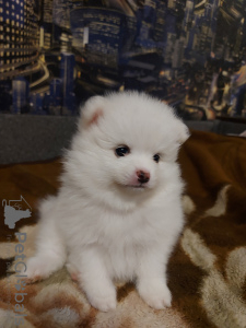 Photo №1. pomeranian - for sale in the city of Kharkov | negotiated | Announcement № 45527