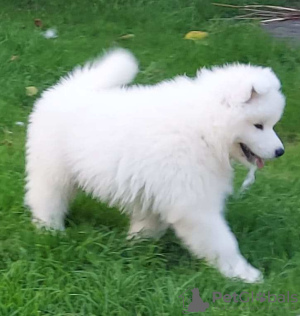 Photo №2 to announcement № 110464 for the sale of samoyed dog - buy in Poland breeder