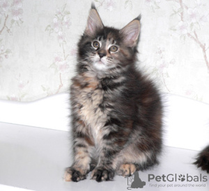 Photo №2 to announcement № 18273 for the sale of maine coon - buy in Russian Federation from nursery, breeder