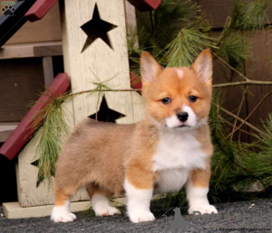 Photo №1. welsh corgi - for sale in the city of Даллас | 510$ | Announcement № 63528