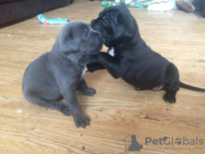 Photo №1. cane corso - for sale in the city of Berlin | Is free | Announcement № 127156