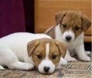 Photo №1. jack russell terrier - for sale in the city of Stockholm | negotiated | Announcement № 113171