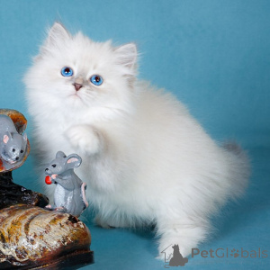 Photo №2 to announcement № 156676 for the sale of siberian cat - buy in Germany 