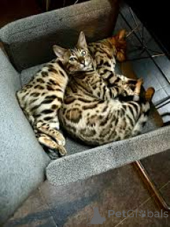 Photo №1. bengal cat - for sale in the city of Vienna | 516$ | Announcement № 163387