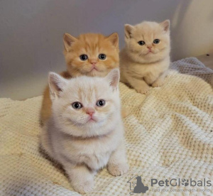 Photo №1. british shorthair - for sale in the city of Berlin | 300$ | Announcement № 89830