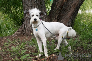 Photo №3. Charismatic Perchik is looking for a home and owner, a dog in good hands. Russian Federation