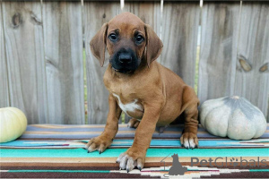 Photo №1. rhodesian ridgeback - for sale in the city of Bergkamen | 361$ | Announcement № 171454