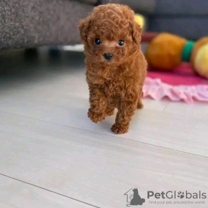 Photo №2 to announcement № 118417 for the sale of poodle (toy) - buy in Finland private announcement, breeder