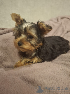 Additional photos: Yorkie puppy.