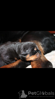 Photo №1. rottweiler - for sale in the city of Chelyabinsk | 690$ | Announcement № 21338