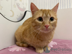 Additional photos: A wonderful young cat Fox is looking for a home and a loving family!