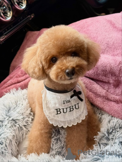 Photo №1. poodle (toy) - for sale in the city of Berlin | 568$ | Announcement № 167646
