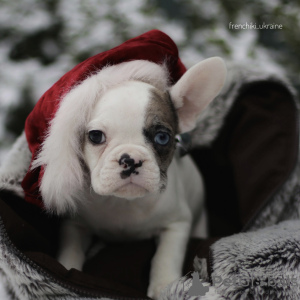 Photo №2 to announcement № 32305 for the sale of french bulldog - buy in Netherlands private announcement