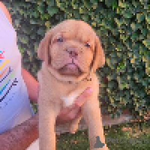 Additional photos: Dogue de Bordeaux puppies