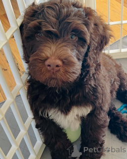 Photo №2 to announcement № 160810 for the sale of portuguese water dog - buy in Netherlands breeder