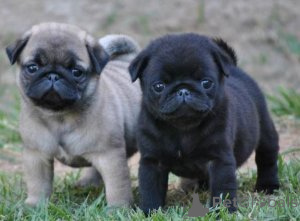 Photo №1. pug - for sale in the city of Leipzig | 258$ | Announcement № 156390