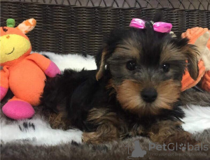Photo №1. yorkshire terrier - for sale in the city of Aarhus | Is free | Announcement № 84830