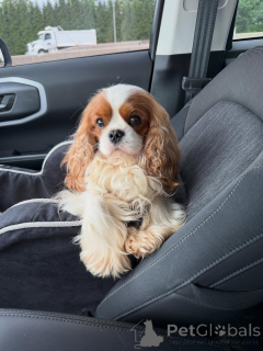 Photo №4. I will sell cavalier king charles spaniel in the city of Helsinki. private announcement - price - 619$
