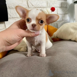 Photo №1. chihuahua - for sale in the city of Bonn | 317$ | Announcement № 66251