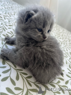 Photo №3. British Cat. Ireland