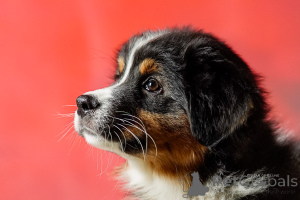 Photo №3. Australian shepard female FCI. Poland