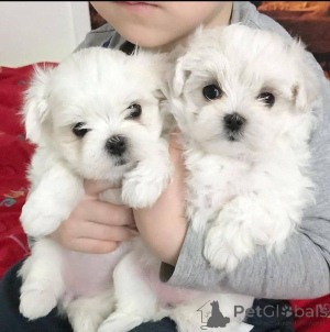 Photo №3. Maltese Puppies For Sale. Germany