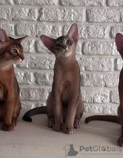 Additional photos: Abyssinian blue cat