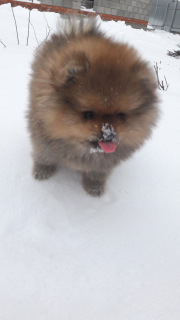 Photo №1. pomeranian - for sale in the city of Kazan | 2217$ | Announcement № 4896