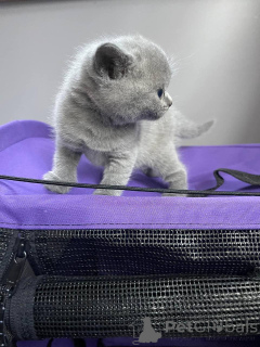 Photo №2 to announcement № 162062 for the sale of british shorthair - buy in Finland private announcement