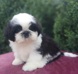 Photo №1. shih tzu - for sale in the city of Krivoy Rog | negotiated | Announcement № 7146