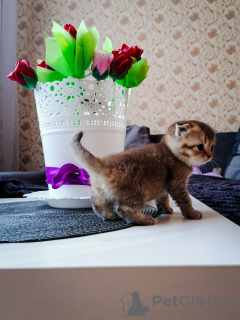 Photo №3. Scottish fold kittens. Belarus