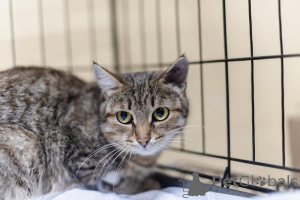 Photo №1.  - for sale in the city of Khimki | Is free | Announcement № 159112