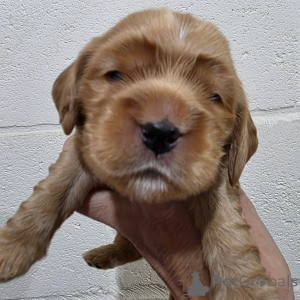 Photo №1. english cocker spaniel - for sale in the city of Espoo | negotiated | Announcement № 162437