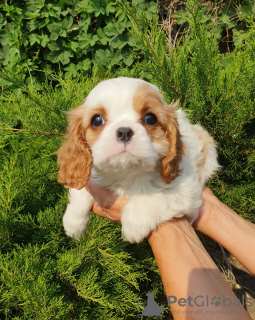 Photo №2 to announcement № 64614 for the sale of cavalier king charles spaniel - buy in Russian Federation from nursery, breeder