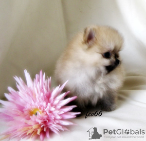 Photo №1. pomeranian - for sale in the city of Москва | 512$ | Announcement № 7830