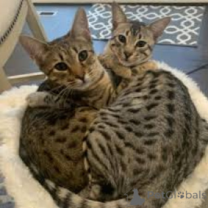 Photo №1. savannah cat - for sale in the city of Espoo | 516$ | Announcement № 171572
