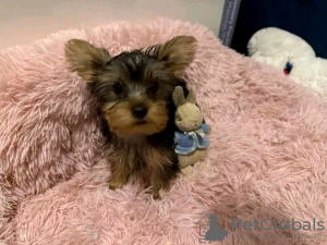 Photo №4. I will sell yorkshire terrier in the city of Paris. breeder - price - negotiated