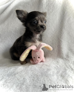 Photo №4. I will sell chihuahua in the city of Munich. from nursery - price - 423$